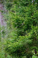 green spring foliage macro close up in nature