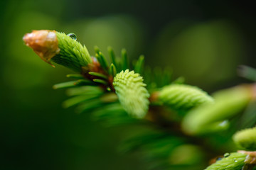 Obraz premium green spring foliage macro close up in nature