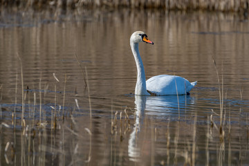 swans on the lake
