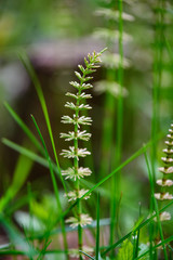 fresh green fern leaves foliage in summer