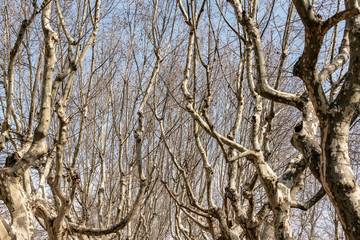 Leafless Trees in a Park