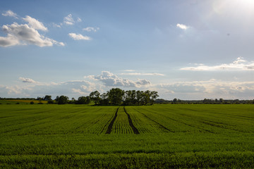 green cultivated fields in countryside
