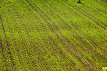 green cultivated fields in countryside