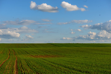 Fototapeta na wymiar green cultivated fields in countryside
