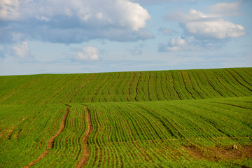 Fototapeta premium green cultivated fields in countryside