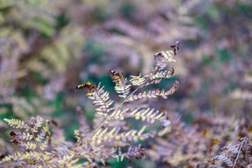dry tree leaves background texture on the ground