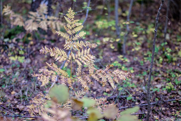 dry tree leaves background texture on the ground