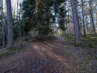 Fototapeta premium sunny winter forest with snow leftovers and green foliage