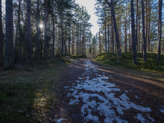 Obraz premium sunny winter forest with snow leftovers and green foliage