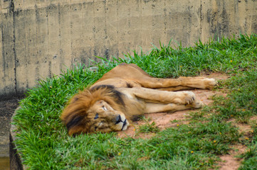 Naklejka premium sleeping lion