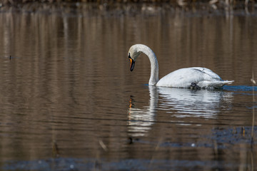 swans on the lake