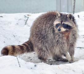 Cute raccoon