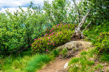 Alpe di Siusi, Seiser Alm with Sassolungo Langkofel Dolomite, a trekking walking winding path in a lush green field