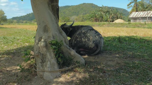 Close up shot of dirty water buffalo (carabao) tied to the tree. Palawan island, Philippines.