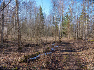 sunny winter forest with snow leftovers and green foliage