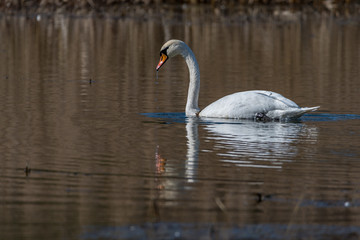 swans on the lake