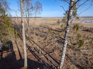 birch trees with damaged bark in naked winter landscape