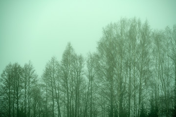 naked birch trees in heavy mist in countryside