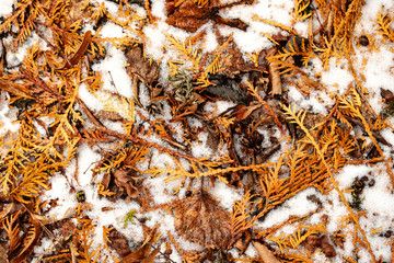 dry tree leaves background texture on the ground