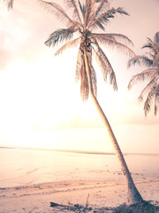 coconut palm trees instagram filter