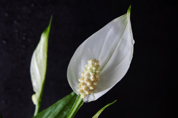 White flower Spathiphyllum on a dark background