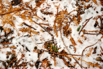 dry tree leaves background texture on the ground