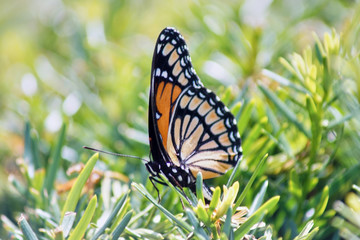 butterfly on flower