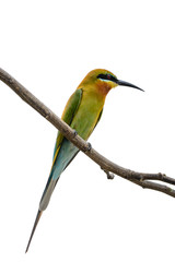 Blue-tailed bee-eater or Merops philippinus, beautiful bird perching on branch with white background, Thailand. clipping path.