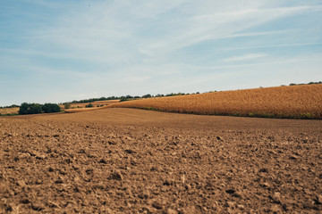 Corn field 