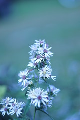 flowers on background of blue sky