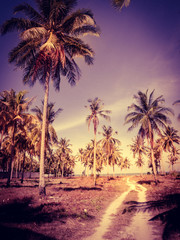 Obraz premium coconut palm trees instagram filter