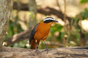 Colorful Superb Starling on the rock