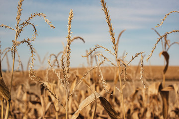 Fototapeta premium Corn in front of hill