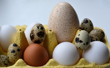 Quail, chicken and turkey eggs white background