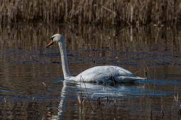 swans on the lake