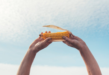 Man holding corn raised in the sky