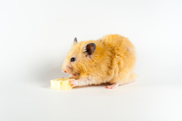 Cute hamster eating banana on white background