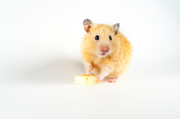 Cute hamster eating banana on white background