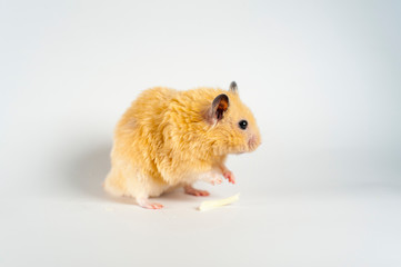 Cute hamster eating sunflowers from bucket on white background
