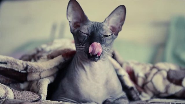 domestic sphinx cat yawns under blanket in bed with pillow on background