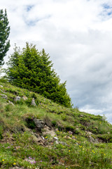 Alpe di Siusi, Seiser Alm with Sassolungo Langkofel Dolomite, a tree on a grassy hill