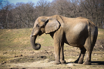 Fototapeta na wymiar éléphant d'afrique