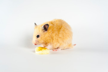 Cute hamster eating banana on white background