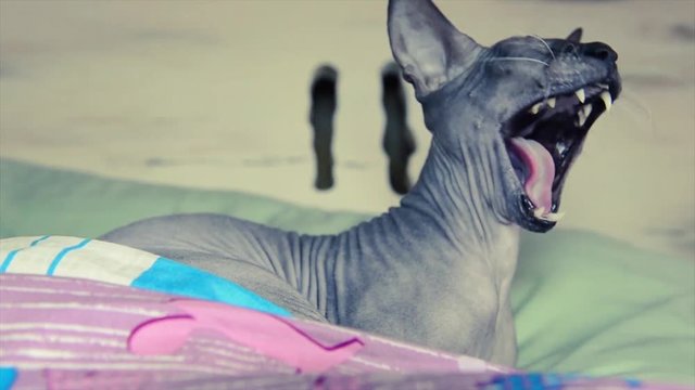 domestic sphinx cat yawns laying in bed on pillow