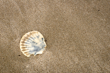 Fototapeta na wymiar Scallop Shell on Sand Beach