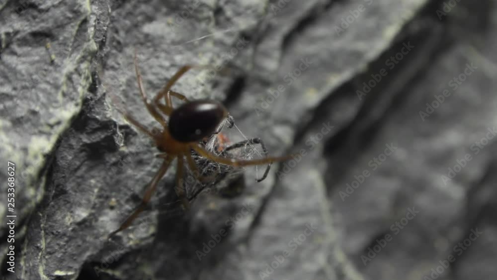 Aufkleber spider dealing with red bug in a formicarium.