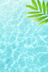 Beautiful nature green palm leaf on tropical sea. Summer background. Summer vacation. Travel concept.