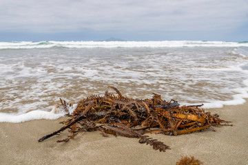Brown Algae in the Surf Line