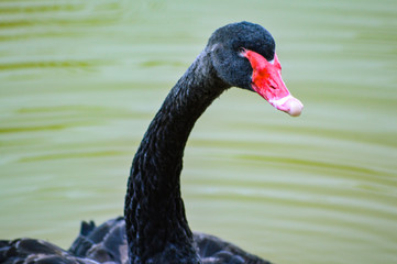black swan