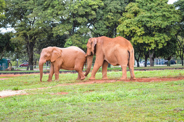 elephant elefante